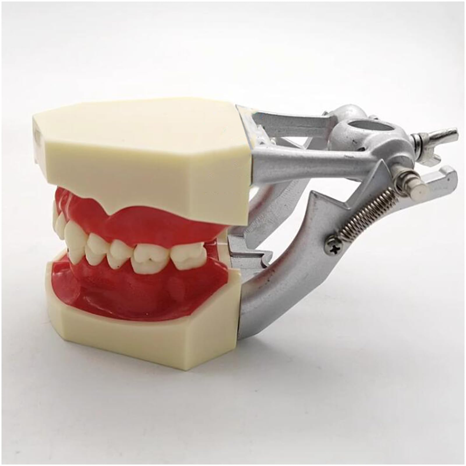 Dentales Zahnmodell für pathologische Parodontitis - Abnehmbares Zahnmodell für pathologische Zahnfleischerkrankungen - zur Kommunikation zwischen Arzt und Patient