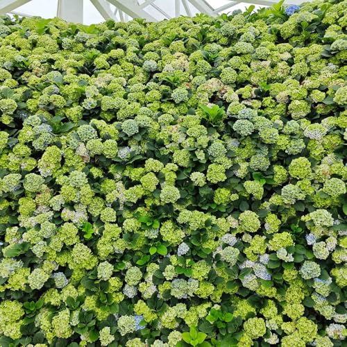 ortensia - semi interni giardino Letti elevati per giardino primavera scalatrici semi perenni 80pcs