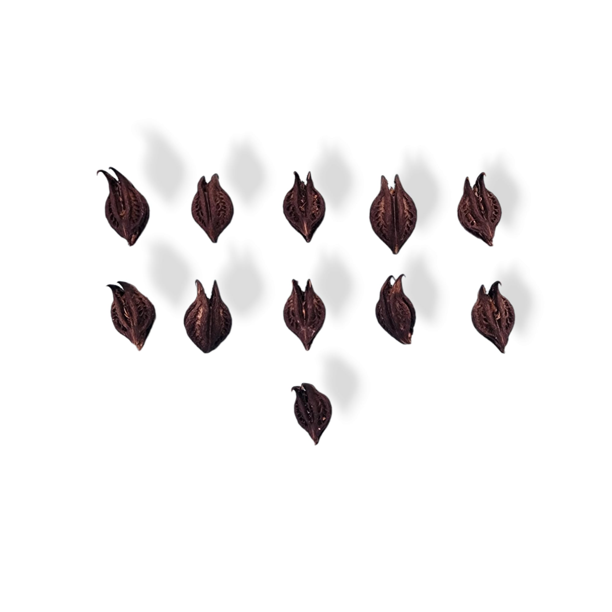 YRK Bat Head Root 11 Pc | Devil Pod | Evil Pod | Singhada 11 Pc-image-19