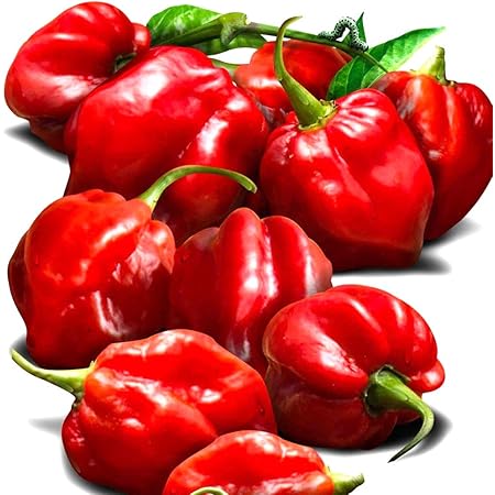 Amazon ハバネロ レッド 激辛とうがらしの苗 9cmポット自根苗 2個セット メキシコのユカタン半島が原産とされ 世界中でも有名な激辛トウガラシ ただ辛いだけではなくフルーティな香りをもつのも特徴です 育て方は難しくありません 普通のとうがらし品種に準じ