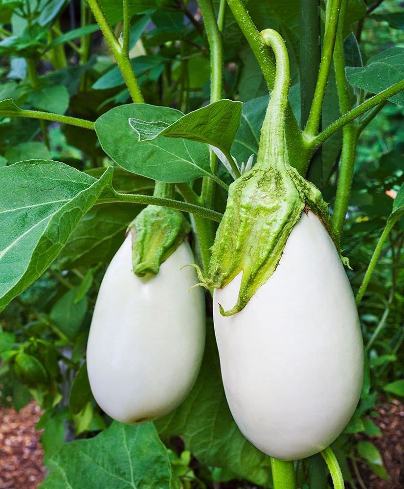 Flare Seeds White Brinjal Seeds Eggplant Seeds For Home Kitchen Garden Pack of 265 Seeds (B09C4SR8RT) Amazon Price History, Amazon Price Tracker