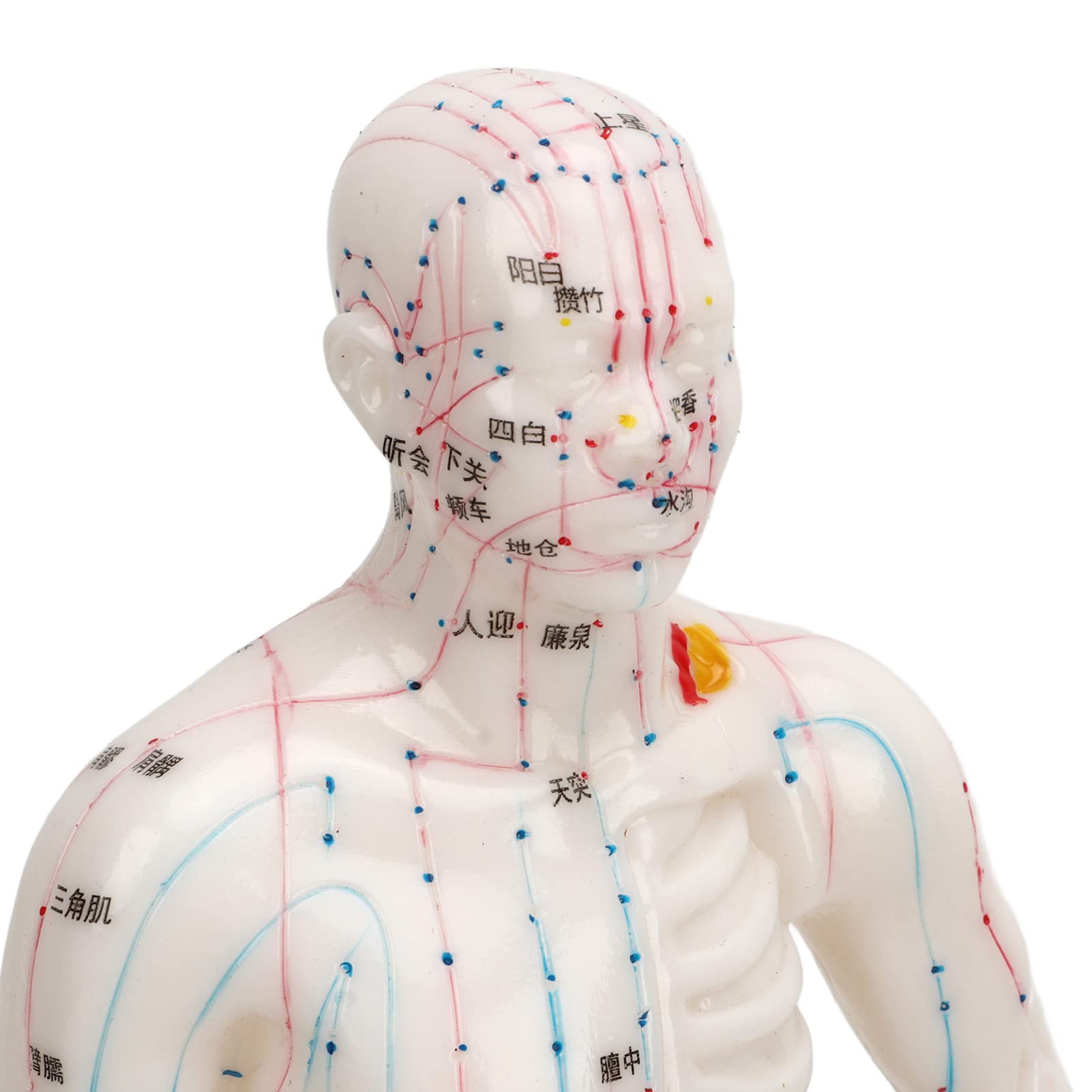 Modello di agopuntura corpo, Modello professionale di punti meridiani per l'insegnamento della medicina cinese, massaggio agopuntura, massaggiatore