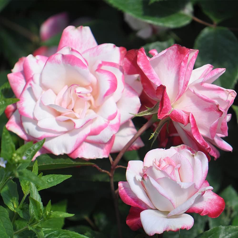 Heirloom Floribunda Roses, Live Own Root Plant for Outdoor Garden, Candy Cane Cocktail™, Lightly Fragrant, Hardiness Zones: 6-9, Repeat Blooming