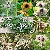 Ein einfach anzubauender Lieblingssamen im Garten für Beete, Rabatten und mehr für einen tollen dekorativen Effekt.