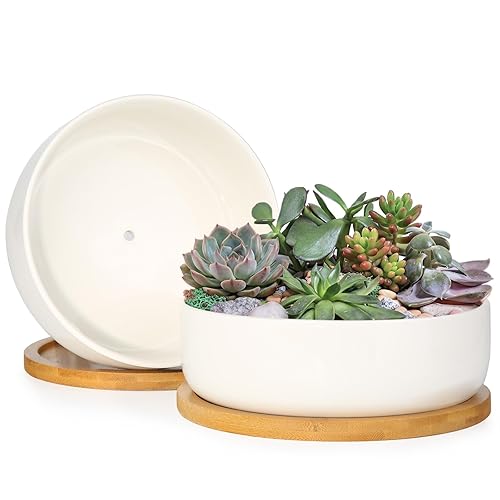ZOUTOG Succulent Pots,6 Inch Succulent Planters with Drainage and Tray,White