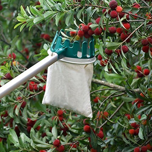 Fruit Picker Basket Head with Sharp Blade, Labor Saving for Harvest Picking Cherry Apple Pear Peach Mango Kiwi Lemon Orange Longan
