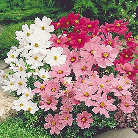 Cosmos Dwarf Mix Seeds x 50 - Easy to Grow Annual Cut Flowers Cover