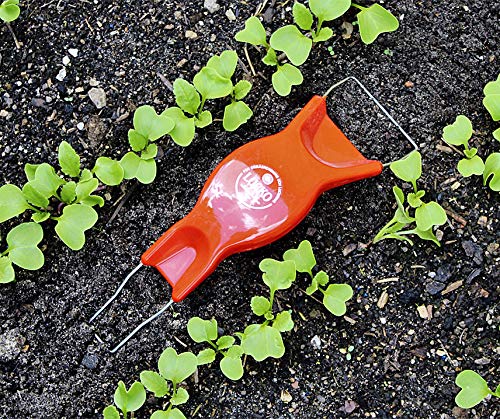 Jätefaust Lucko Rot von Bobby-Seeds