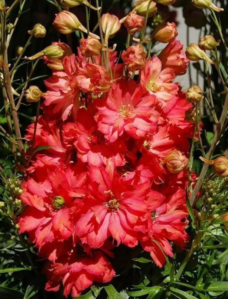 1 Pack of 25 SEEEDS Delphinium Red King