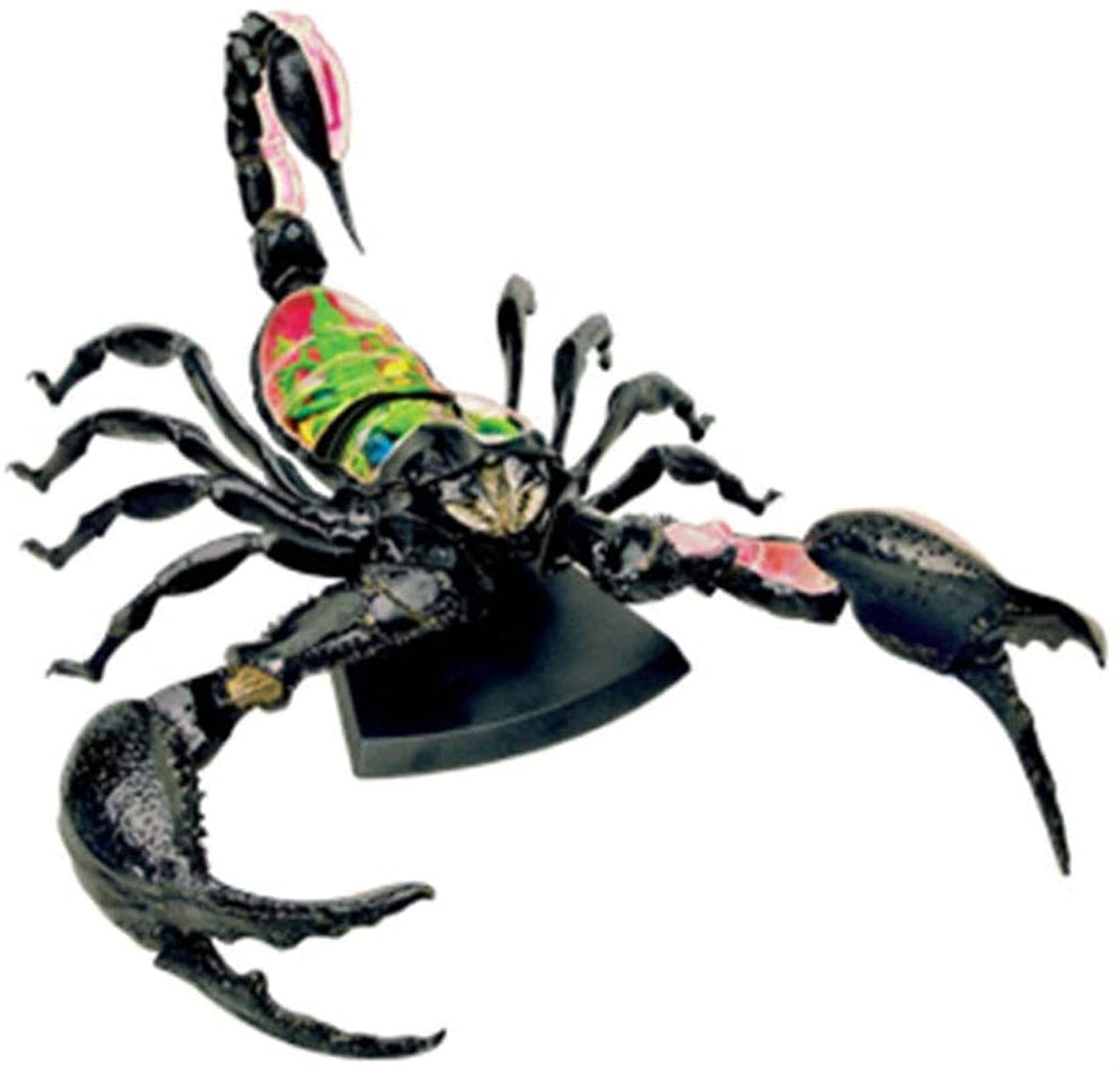 Anatomiczny model symulowany Skorpion 4D puzzle montaż zabawka organy zwierząt model nauczania nauk edukacyjnych, modele i materiały edukacyjne do demonstracji