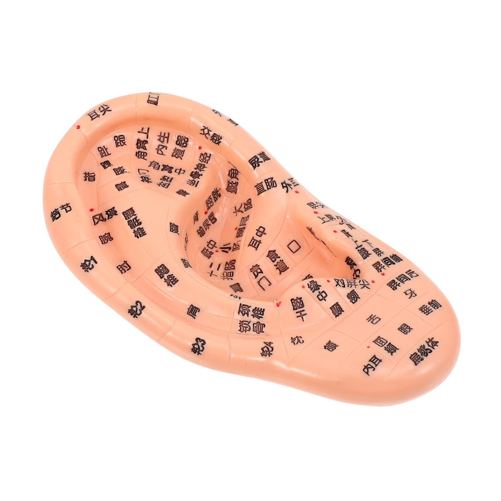 PACKOVE 1pc Auricular Massage Model Ear Simulation Model Massage Ear Model Ear Acupoint Model Auricular Ear Model Ear Zone Massage Model Needling Human Ear Model Ears for Ear Chocolate