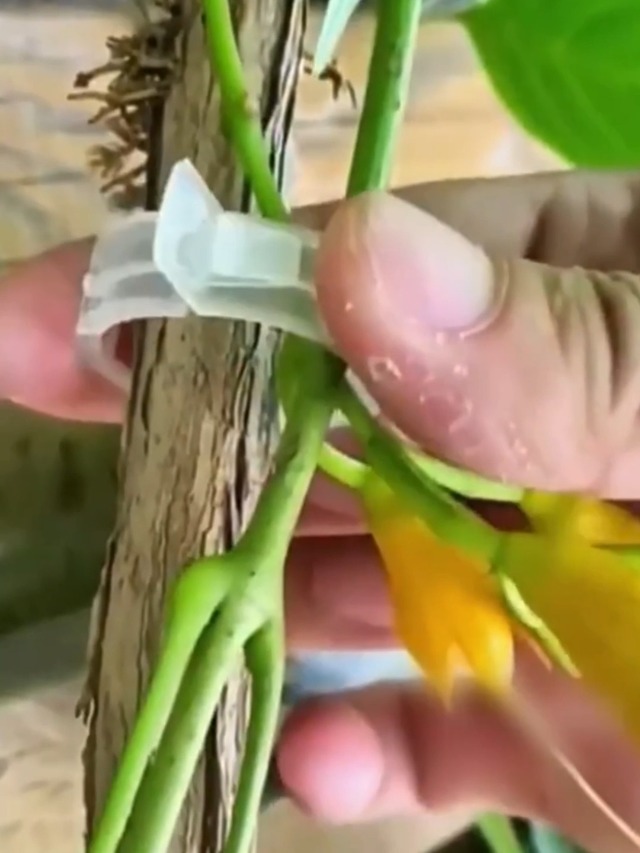 300 Clip Per Piante Da Orto - Supporti Per Pomodori E Piante Rampicanti - Foto 7