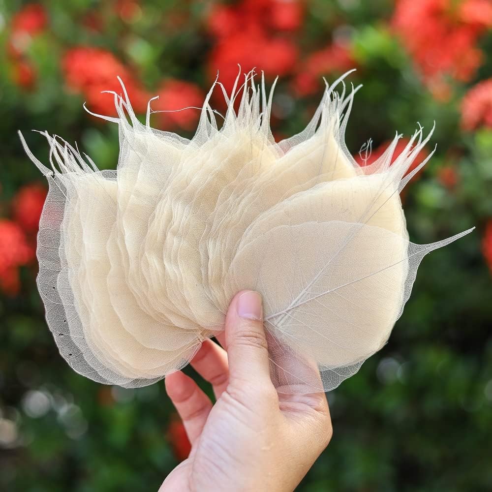 100 Pcs Skeleton Natural Ficus Religiosa Leaves Artificial Leaves Craft Card Scrapbook, DIY Caft, Greeting Cards, Natural Real Dry BodhiSkeleton Leaf Vein for Resin Art DIY Craft (Ficus Religiosa)