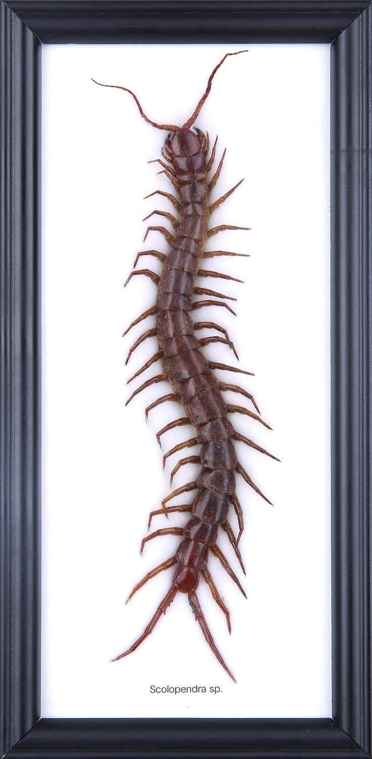 The GIANT Centipede (Scolopendra subspinipes) | Framed & Mounted Arachnid Specimen Wall Decor | Taxidermy Entomology | 25 x 12 cm