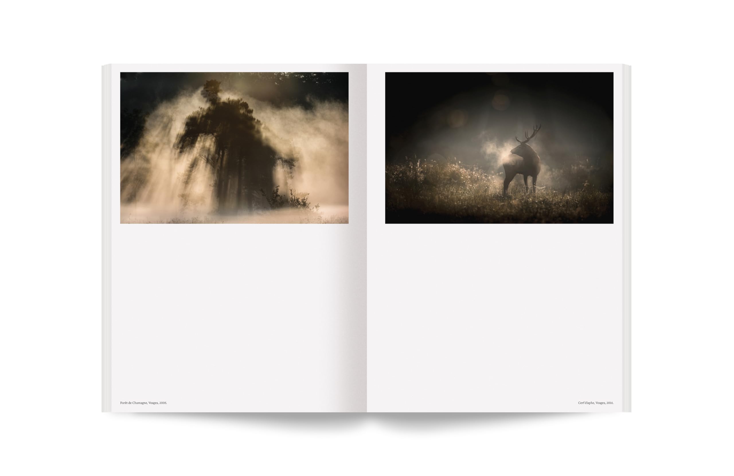 Album - 100 photos pour la liberté de la presse - N° 82 Vincent Munier (82): Forêts