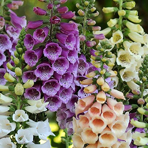 CEMEHA SEEDS - Foxglove Purple Mix Digitalis Giant Perennial Flowers for Planting
