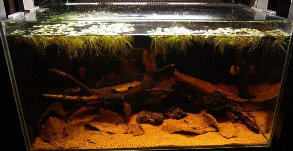 Amazon.co.jp: （クリエイト）ドクターリーフ ちぎりタイプ 12g 1袋