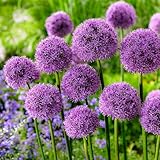 DUTCH BULBS EXCLUSIVE PLANTS FROM HOLLAND