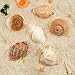 6PCS Large Hermit Crab Shells | Natural Sea Conch Size 3" - 3.5", Opening Size 1.5" - 2.5" | Turbo Seashells for Hermit Crab Supplies and Beach Decoration Large Sea Shell