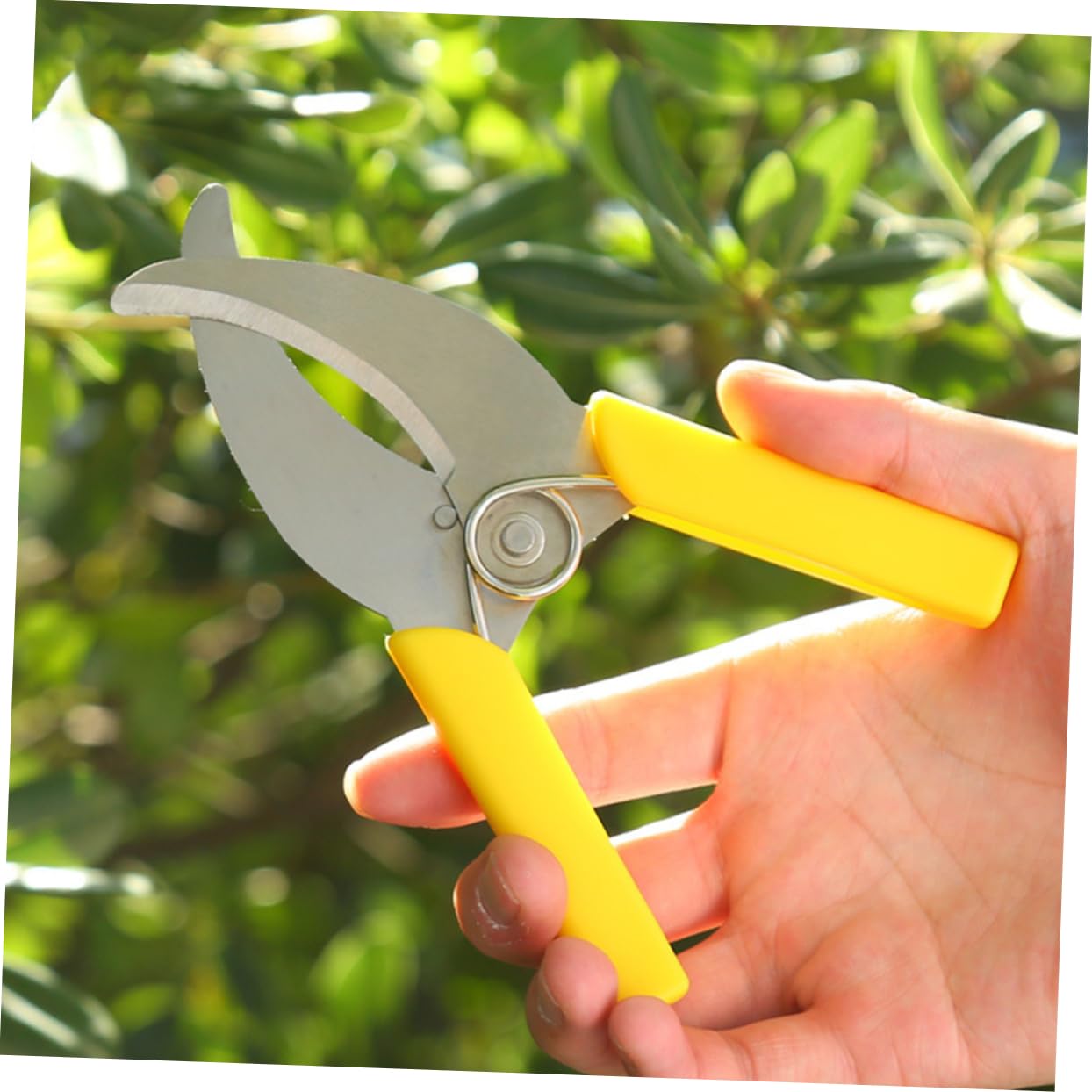ibasenice 3 Ensembles Outil De Jardinage Inoxydable De Outils De Stripping Pour Arbres Fruitiers Ciseaux De Pruning Antidérapante Pour Entretien Plantes 2 Pièces * 3