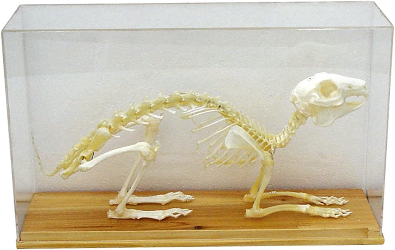 大型うさぎ 全身骨格標本 組立キット 秋田ジャンボ 骨格 インテリア 標本 Amazon.co.jp: 動物の骨格モデル、ディスプレイケース付きウサギの骨