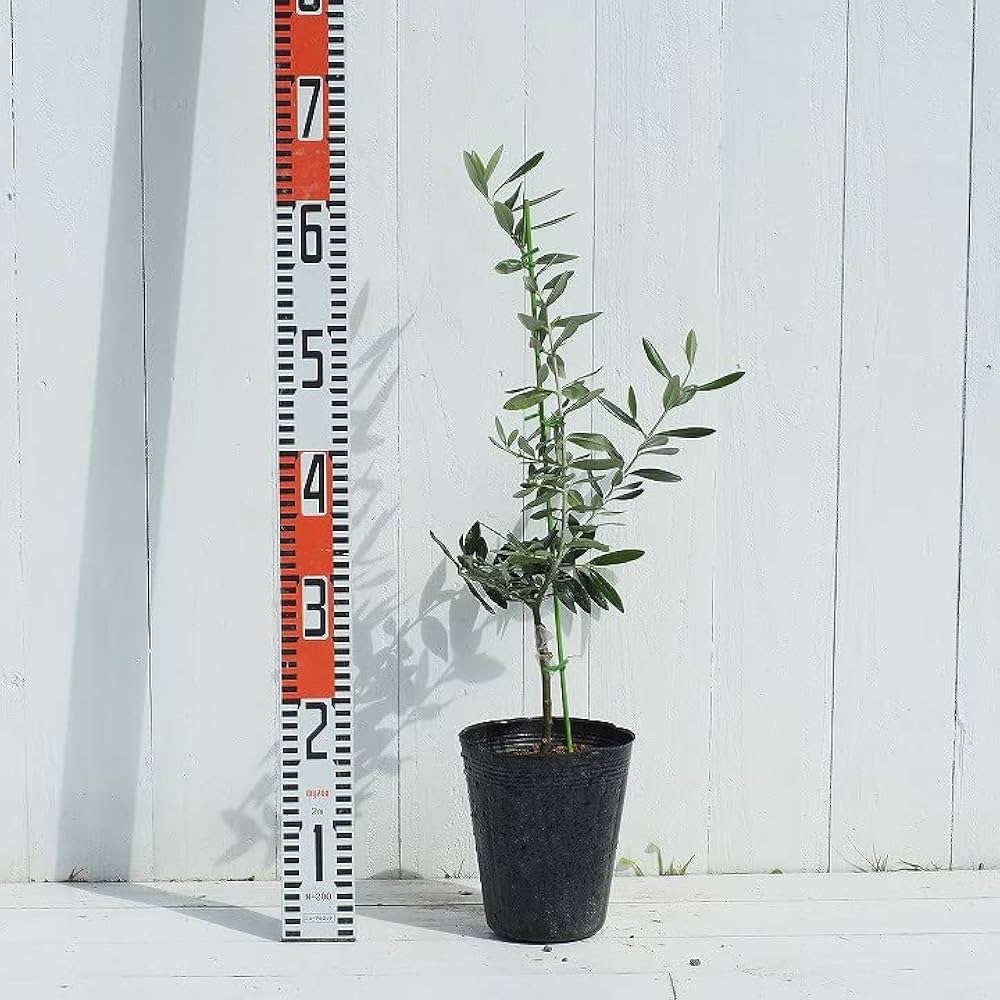 オリーブ 希少品種 ジャンボカラマタ 接木 オリーブの木 ジャンボ