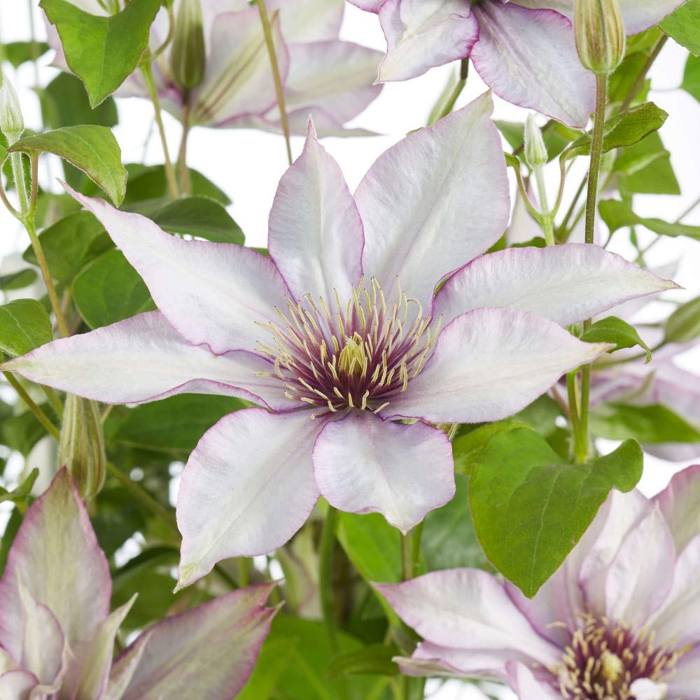 Potted Hardy Plant Clematis, Easy to Grow Climbing Plant, Large Dusky White Flowers in Summer, Gardens & Patios, 1 x Clematis 'Samaritan Jo' Plant in a 3 Litre Pot by Thompson & Morgan