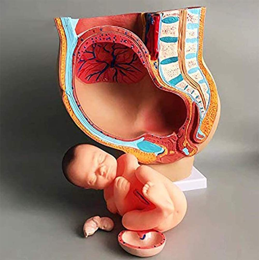 4 Parti Femminili Umani Sezione pelvica Gravidanza Modello anatomico Gravidanza Gravidanza 9 Mesi Modello Modello Rimovibile Organs Incinta rumorosità Umana pelvi