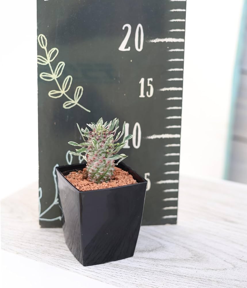 Amazon.co.jp: レア品種 パイナップルコーン ほほえみパイン 1鉢