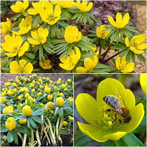 Woodland bulbs® 50 x Aconites Bulbs - Eranthis Hyemalis Buttercup Honey-Scented Flowers RHS Award of Garden Merit - Early Spring Flowering Bulbs - Plant With Snowdrops FREE UK P&P