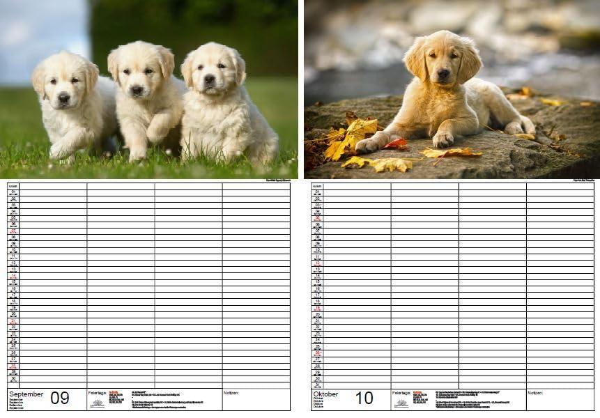 Calendario Dell'Avvento Per Cani 2025 - 24 Ciondoli In Acrilico A Tema Labrador, Decorazione Natalizia Per Appassionati