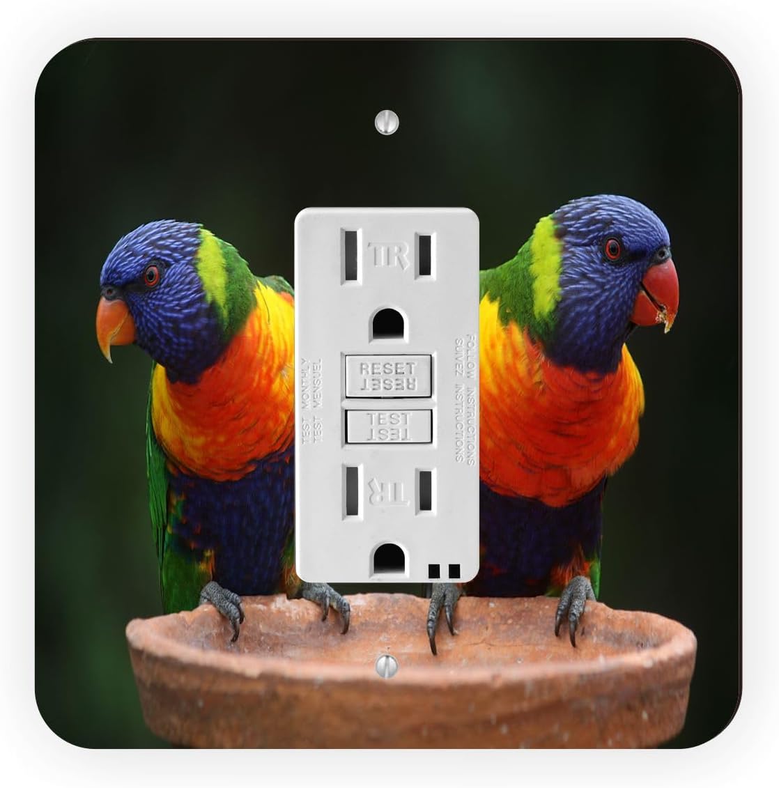 Rainbow Parrots Vivid Colors - Double Rocker Light Switch Cover - Double Rocker Switch Plate