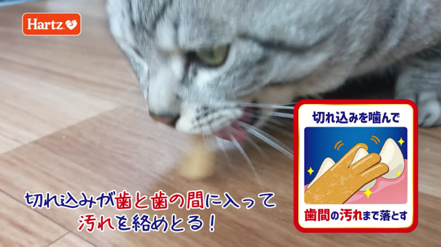 猫を吸いたい【裁断済み】歯のQ&A大全　（表紙カバー無し） Amazon.co.jp: チューデント for Cat 猫用おやつ おいしい歯磨き