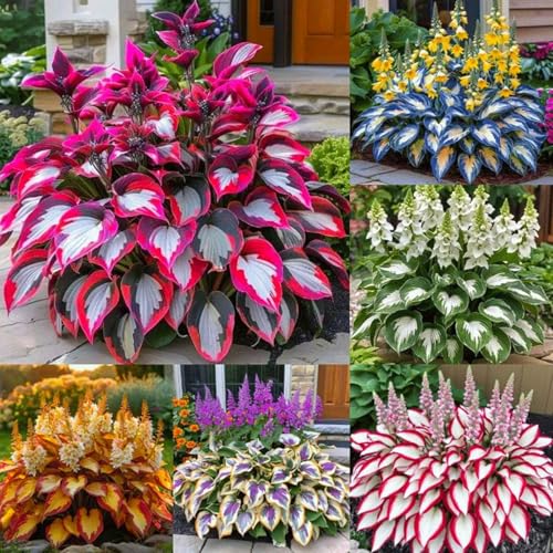Hosta bulbi,Hosta pianta vera,Piante erbacee perenni,Facile da curare,Decorazione del giardino, bulbi belli e sani(non fiori artificiali)-4 Bulbi-E