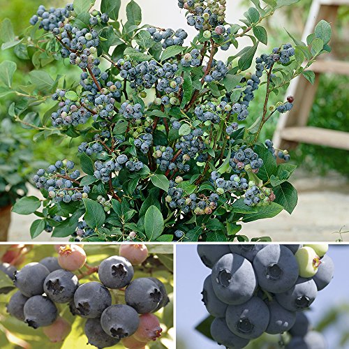 YouGarden Blueberry Collection Trio of 9cm Potted Plants Early New Hanover Mid Blueray Late Ozark Blue - Ready to Plant Garden Colour Great for Pots