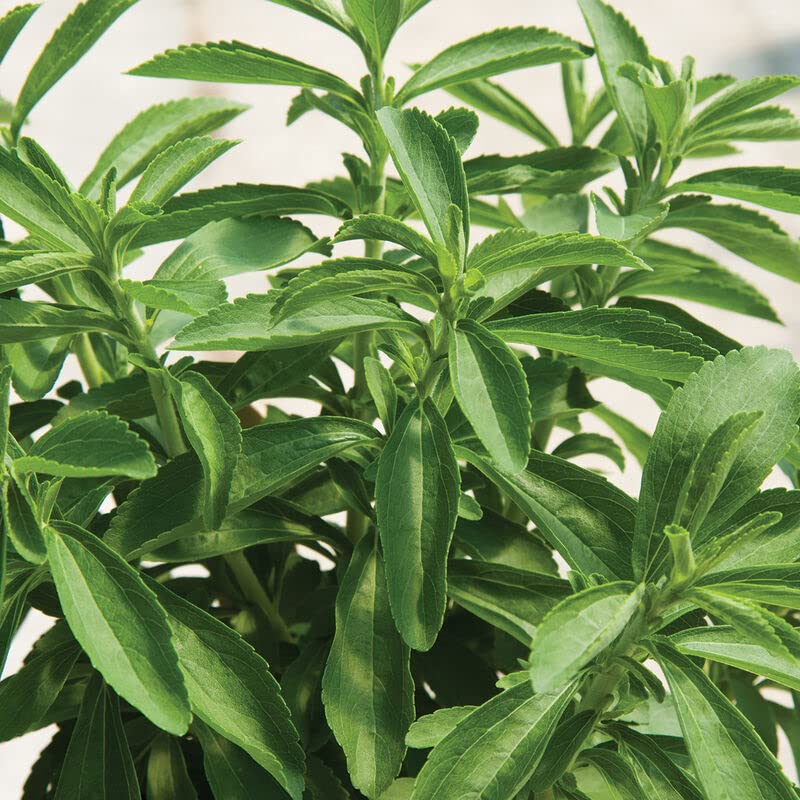 David's Garden Seeds Herb Stevia 25 Non-GMO, Heirloom Seeds