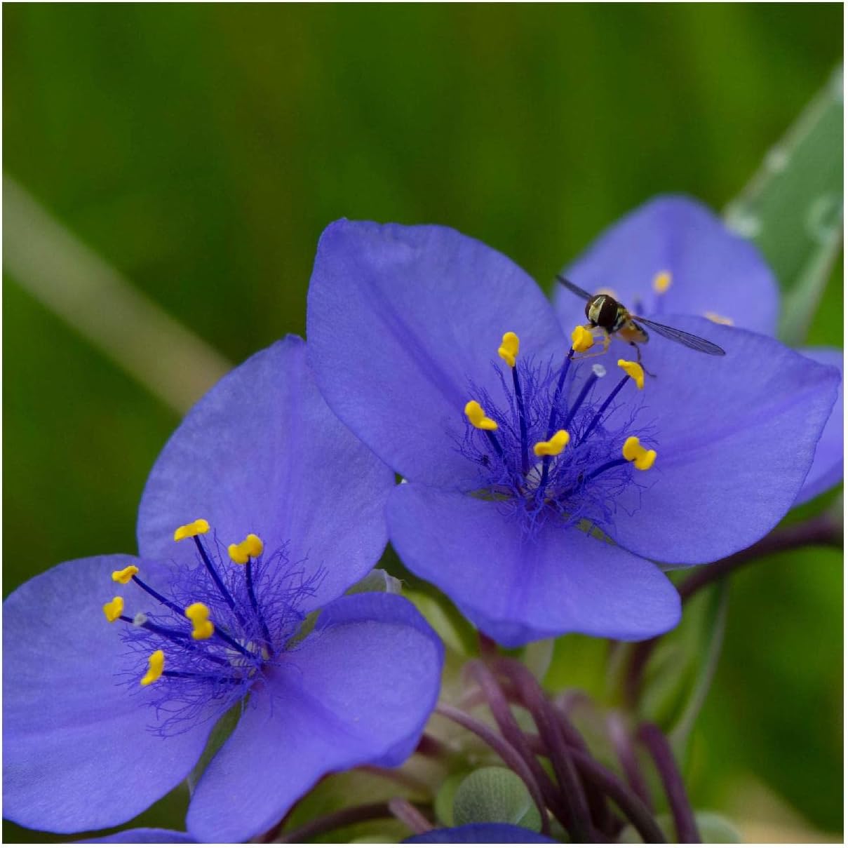 Everwilde Farms - 1/4 Lb Prairie Spiderwort Native Wildflower Seeds - Gold Vault