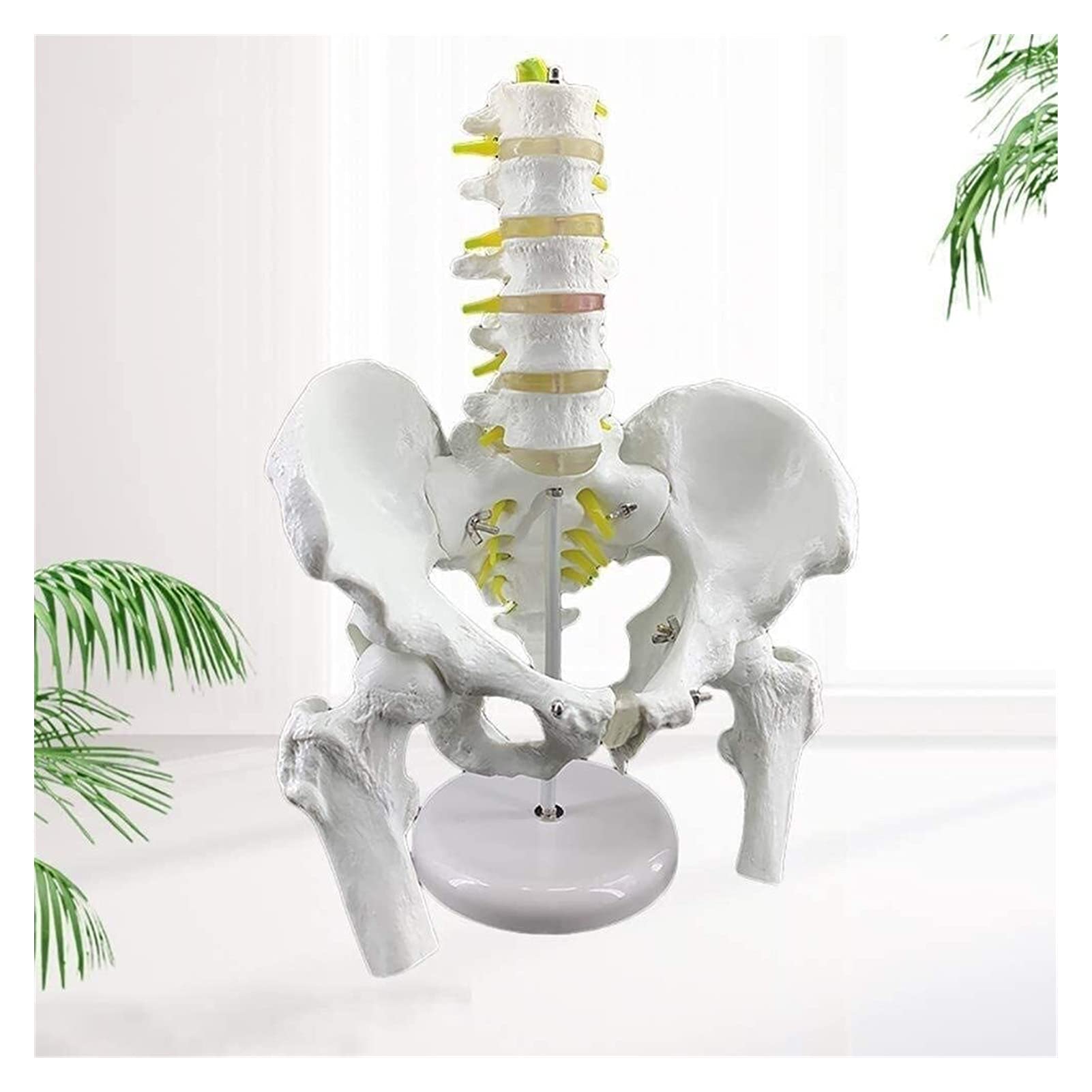 Model anatomii człowieka - narzędzie edukacyjne do nauczania szkieletu i