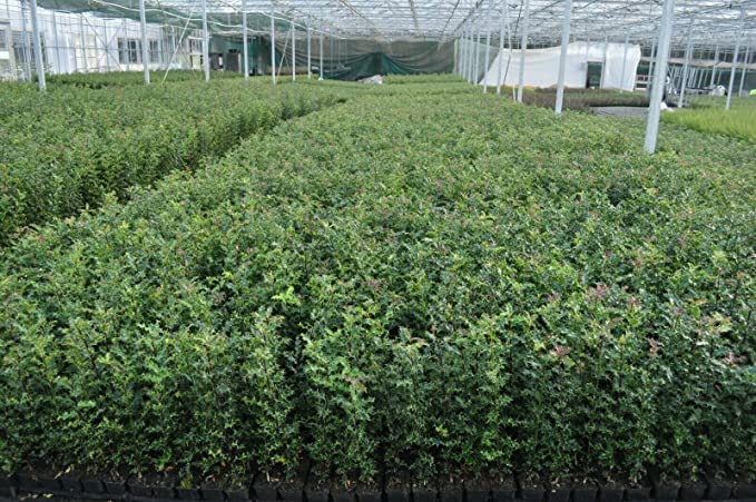 [x10] Holly Hedging Shrubs | 20-40cms | Ilex Aquifolium | Green | P9 Pots |