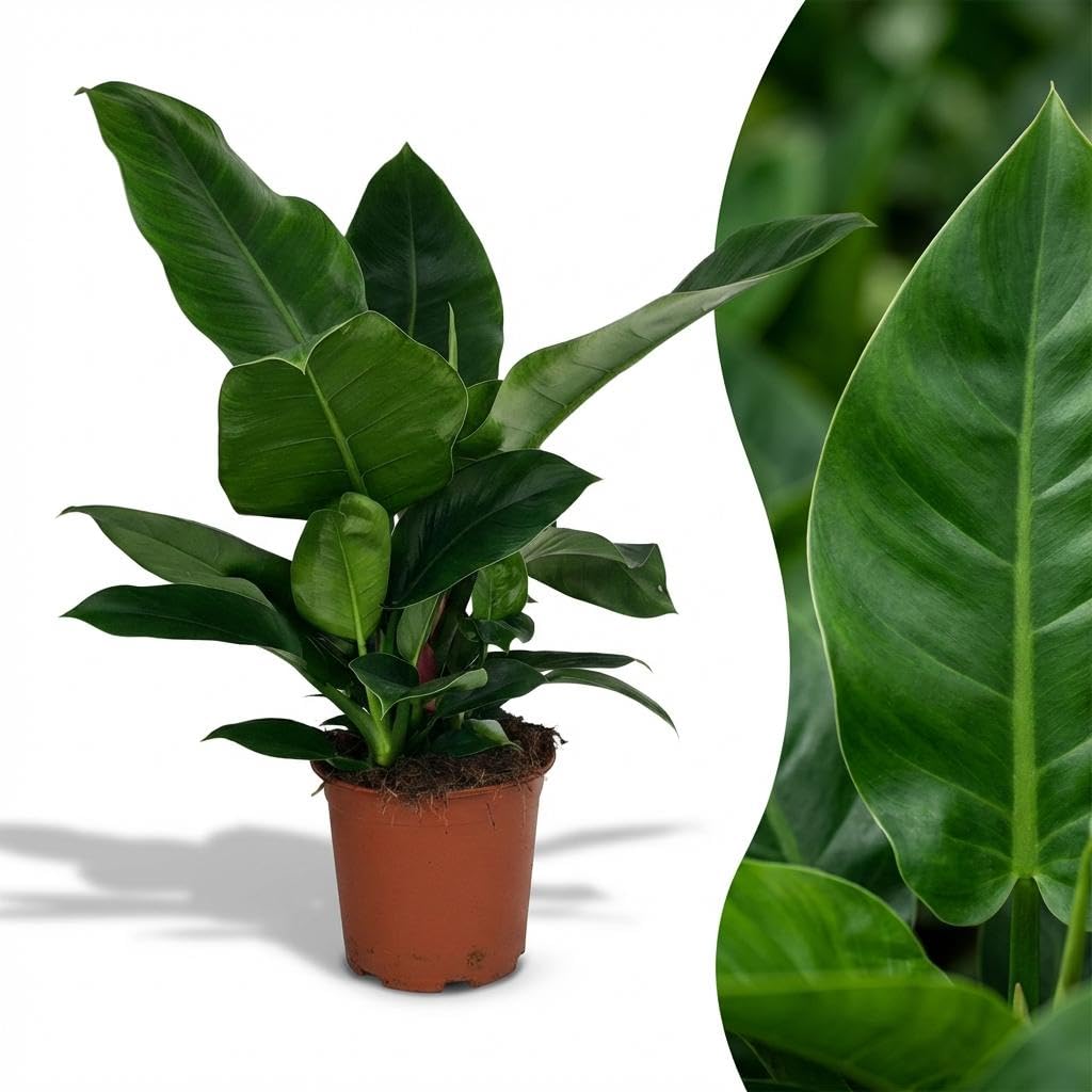 Philodendron Imperial Green grün 65cm 19cm Zimmerpflanze pflegeleicht große glänzende Blätter für Wohnzimmer Büro Schlafzimmer tropische Grünpflanze