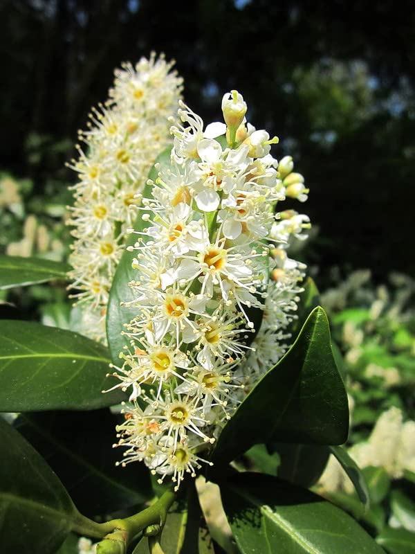 Buy Cherry Laurel Tree Live Laurel Shrub 6" Tall for ing Online at