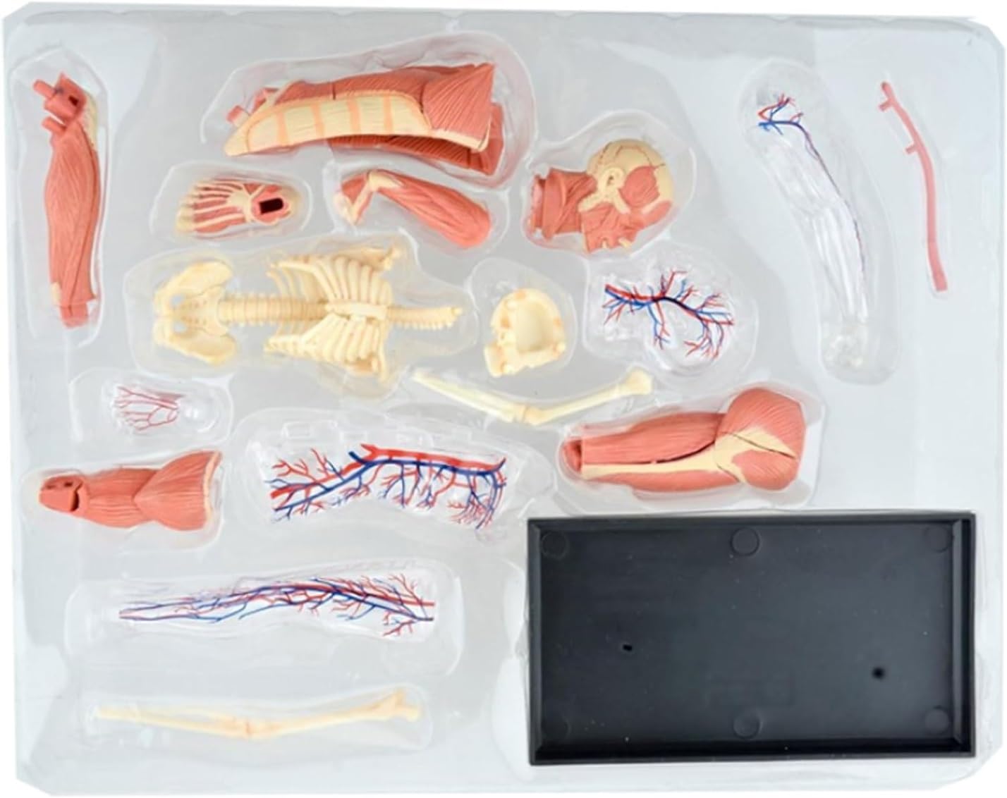 Anatomía De La Educación Modelo De Anatomía del Músculo Humano Ensamblado, Médico Anatómico, Cuerpo Transparente Humana, 46 Uds Muñeca de Anatomía