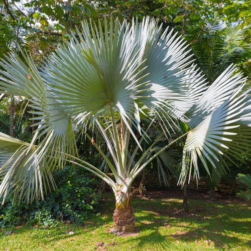 YouGarden, Trachycarpus fortunei Chusan Palm, Garden Ready Plant, Planted in a 14cm Pot Arriving with a Height of 50-60cm, Ready for Planter