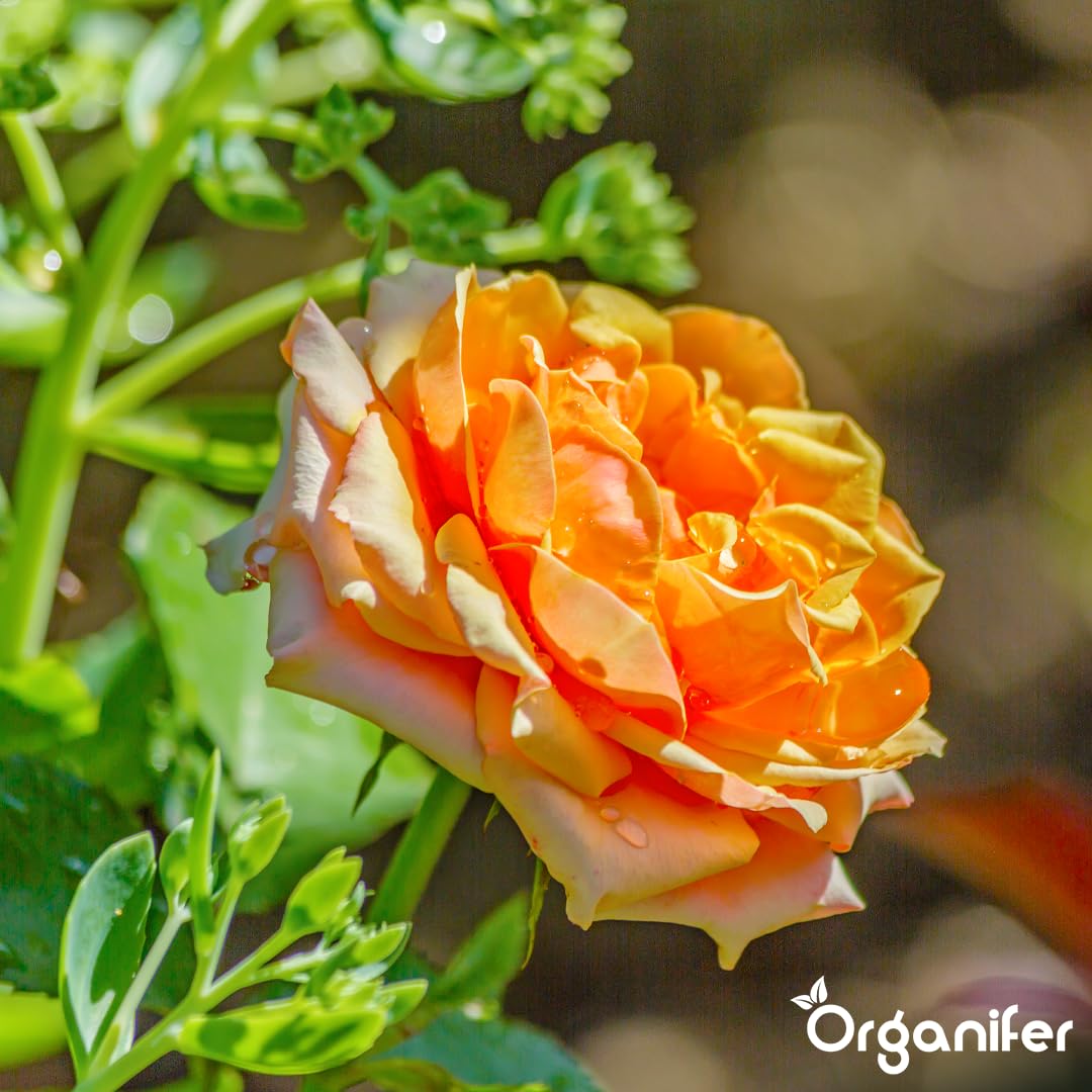 Fertilizzante Liquido Per Rose 10L – Concime Organico Per Fioritura Abbondante E Fogliame Sano – Rafforza Radici E Vitalità – Organifer