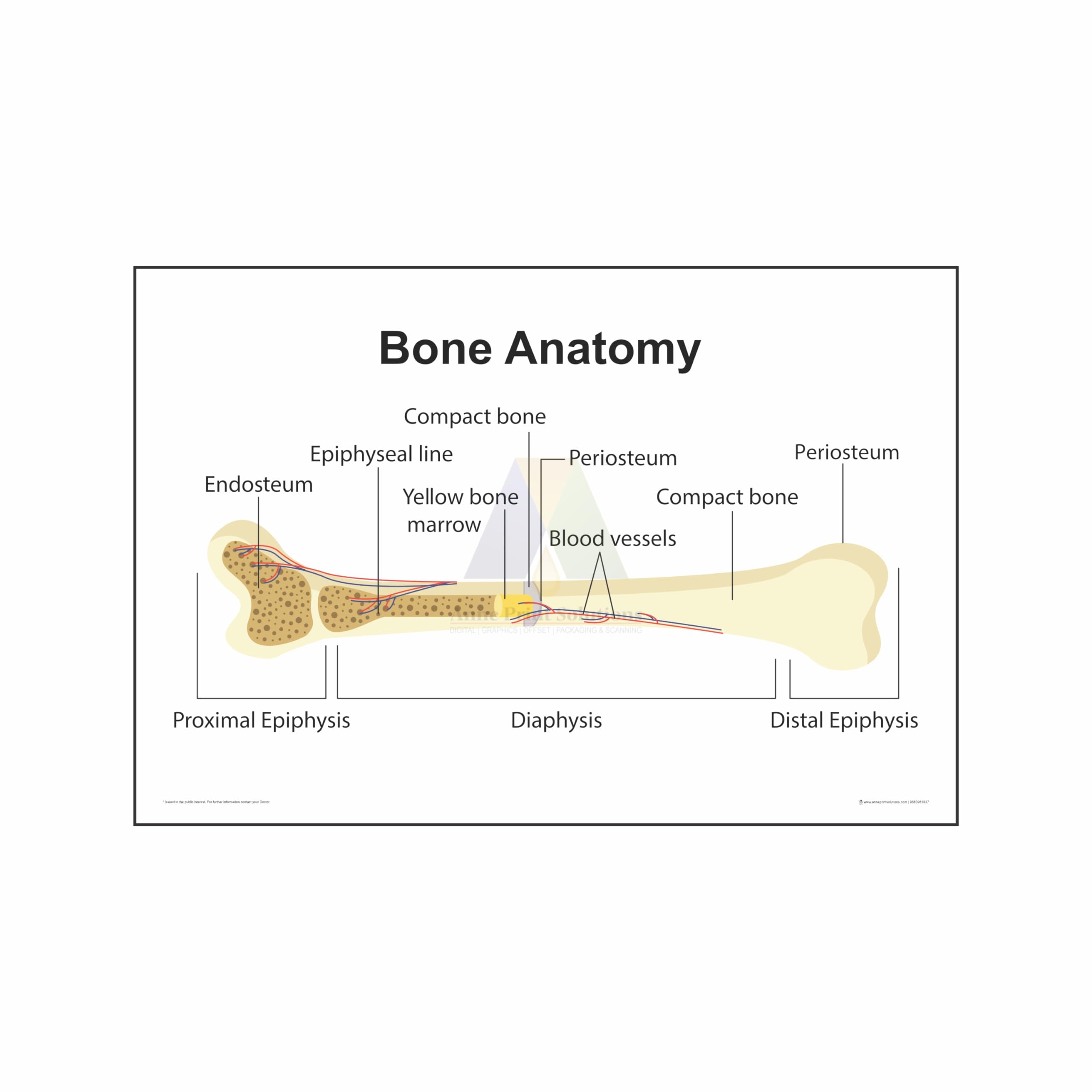 Anne Print Solutions® Bone Anatomy Posters Without Frame Hospital ...