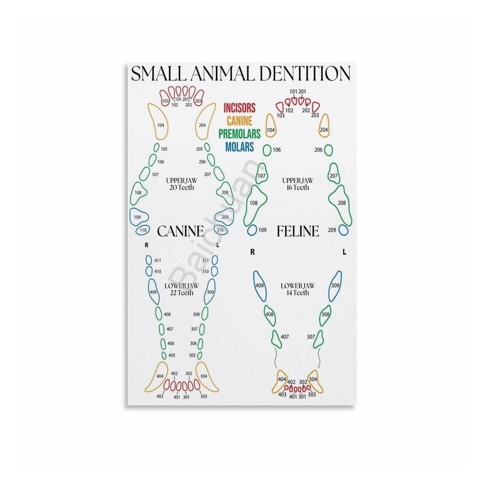 FOPURE Comparative Anatomy Poster: Canine vs Feline Dentition - Scientific Wall-Art for Biology Classroom, Vet Tech School(Framed,08x12inch(20x30cm))
