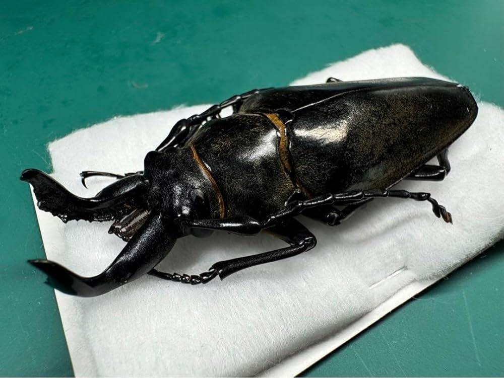 昆虫標本 テナガコガネ各種 クワガタモドキ 産地別コレクション研究用大型ドイツ箱 STC ドイツ箱 マグネットコレクション4 – ネイチャー