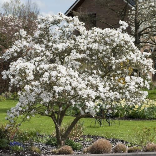 Star Magnolia Tree, 18-24 Inch Magnolia Trees Live Plants, 1Gallon Pot, Fragrant White Flowers, Dormant in Winter