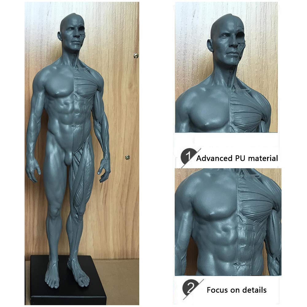 Modello anatomico di muscolo e scheletro umano 11in-2pz
