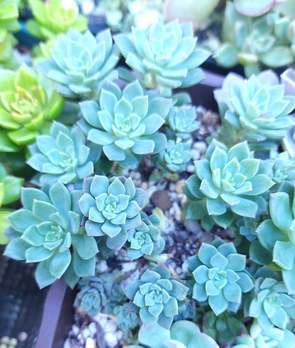 Amazon.co.jp: セール！！！エケベリア アモエナ 多肉植物 苗 : おもちゃ